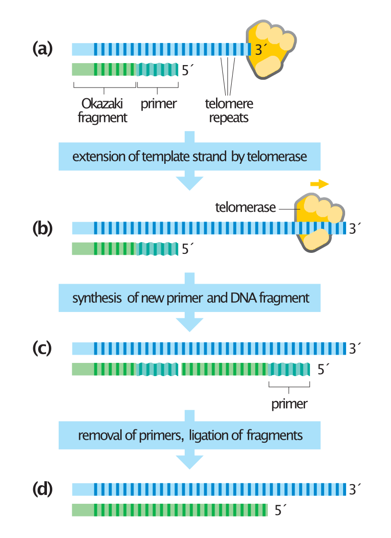 Biofelsefe Telomer