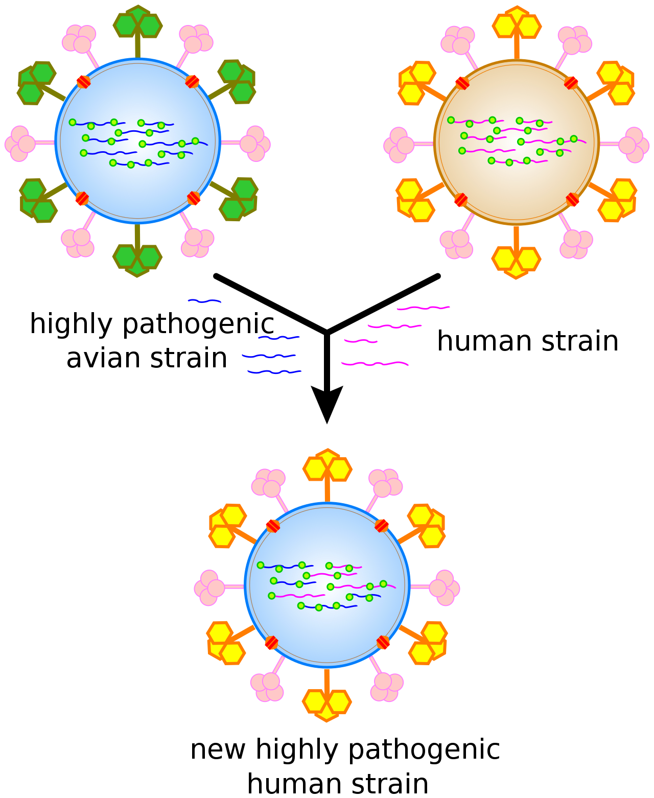 BİOFELSEFE — VİRUS